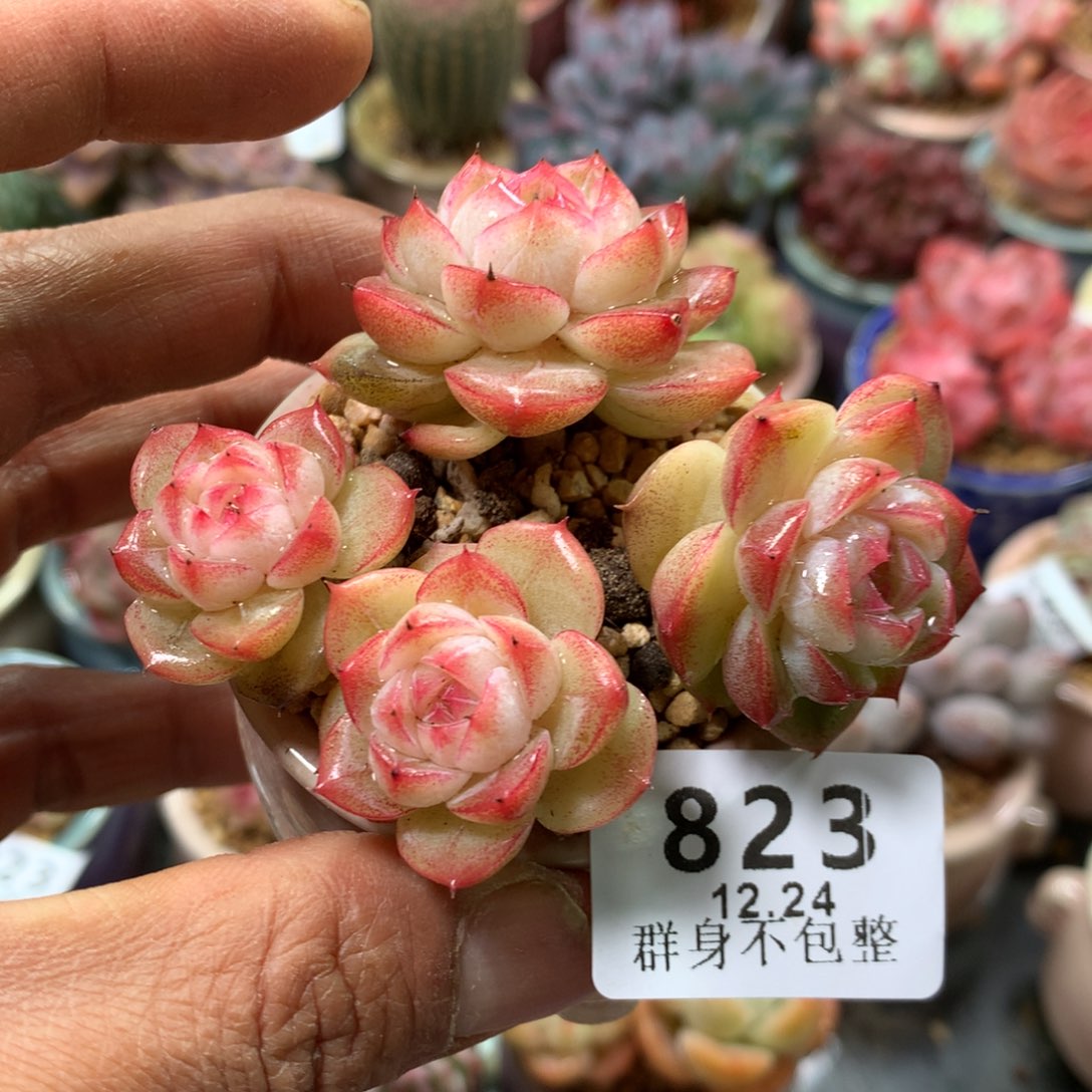 精控拇指盆12.24823