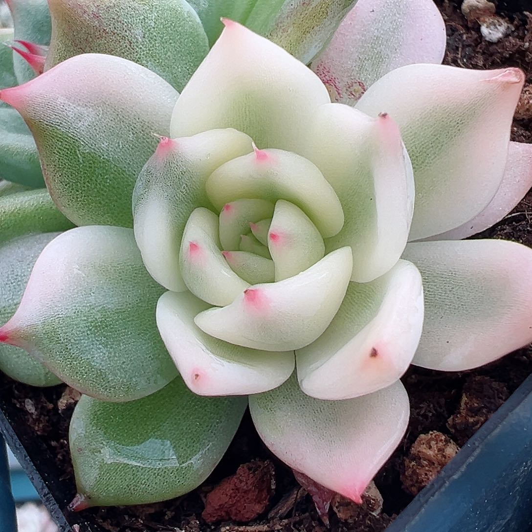 吉娃娃锦，宽覆轮锦头加绿头