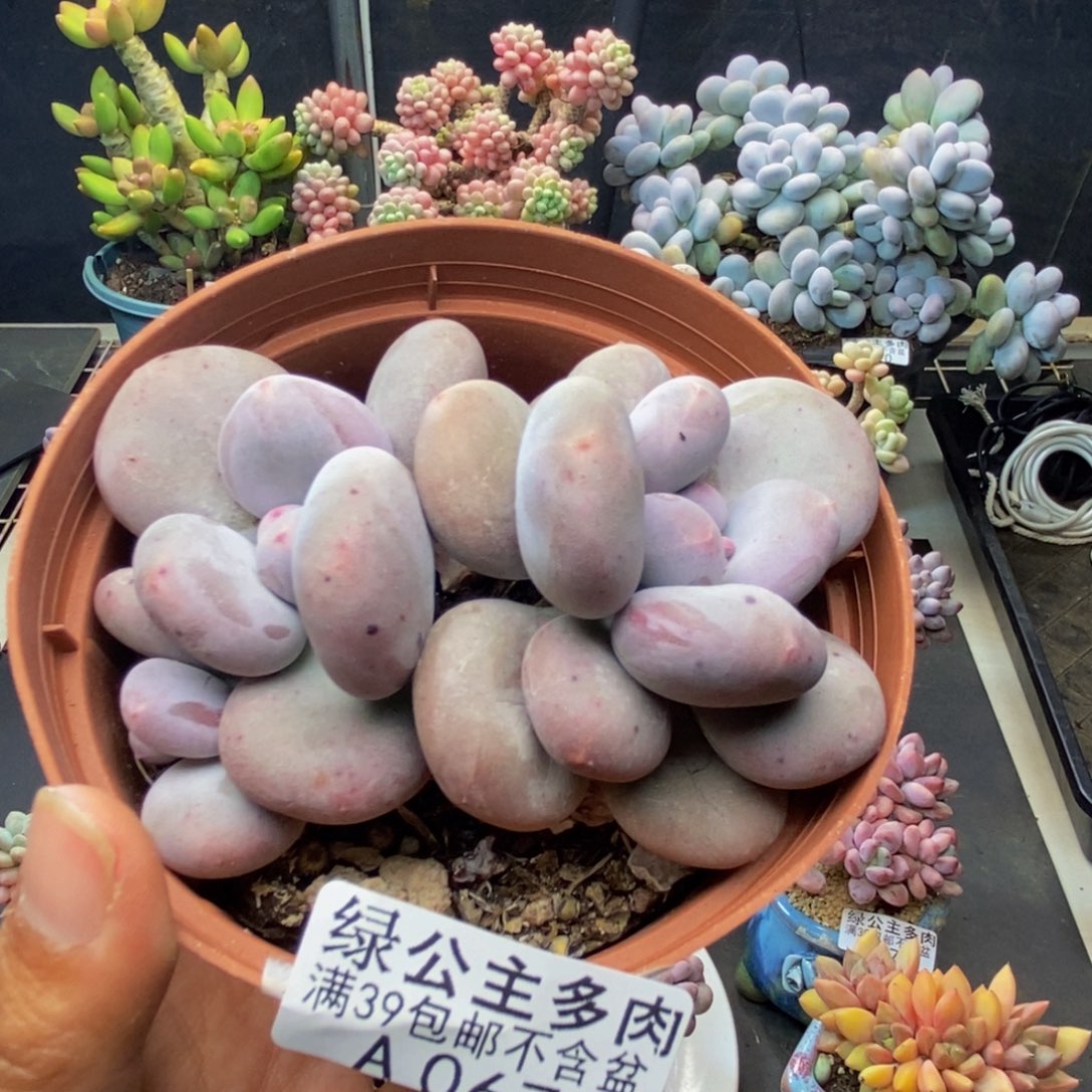 067大叶奶多肉8c m