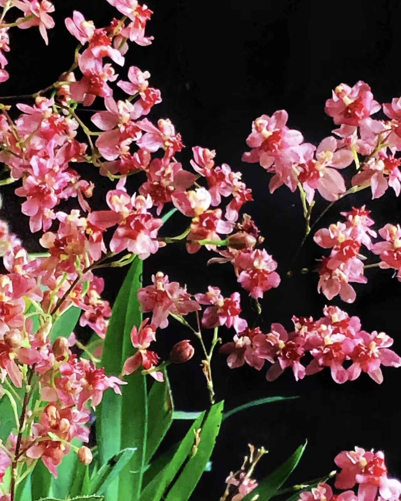  【满堂红】160杯梦香兰 浓香 好种好养  室内兰花