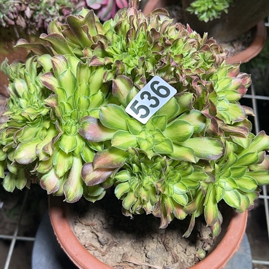 超***松一颗多肉大事植物536