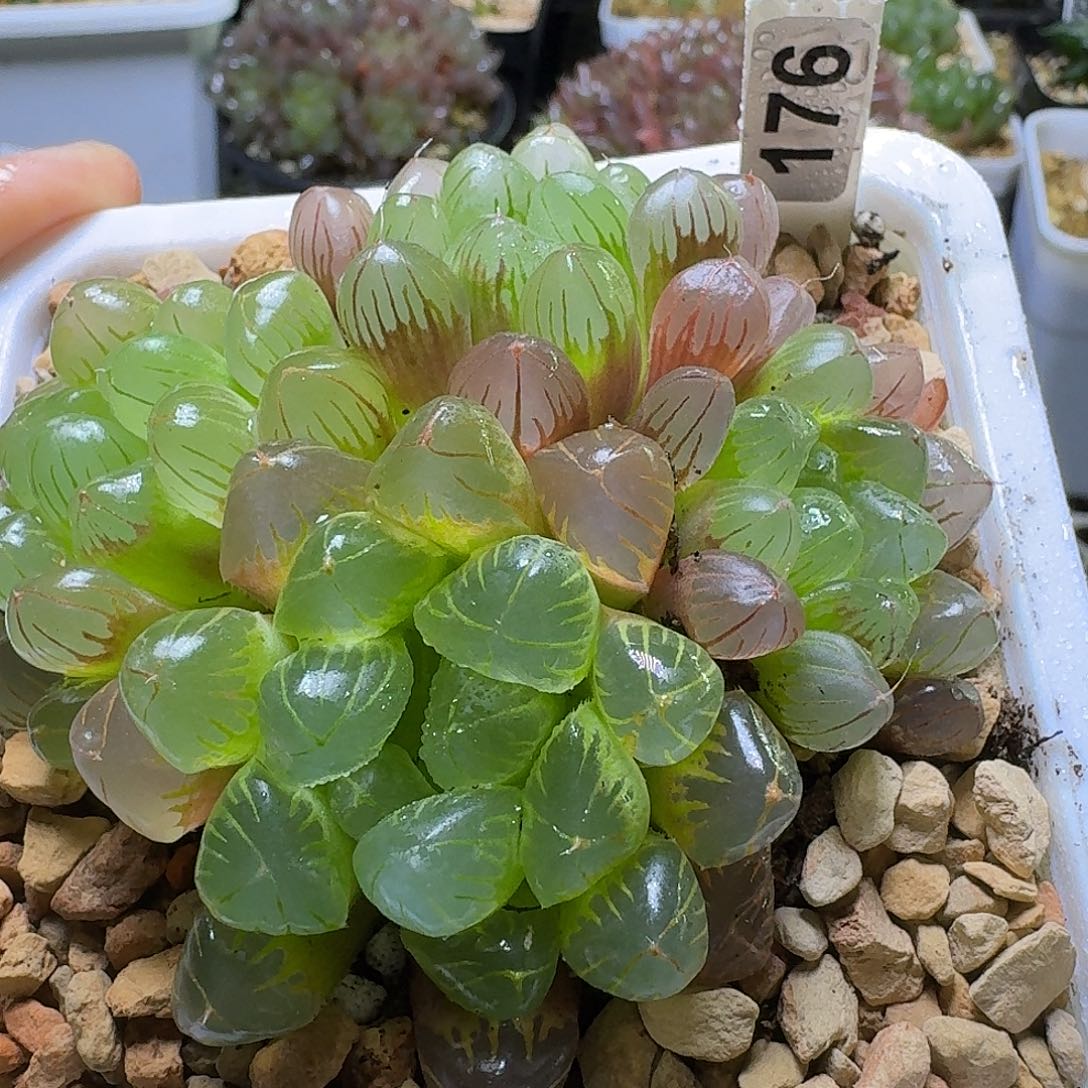 176实生优选玉露群生4头