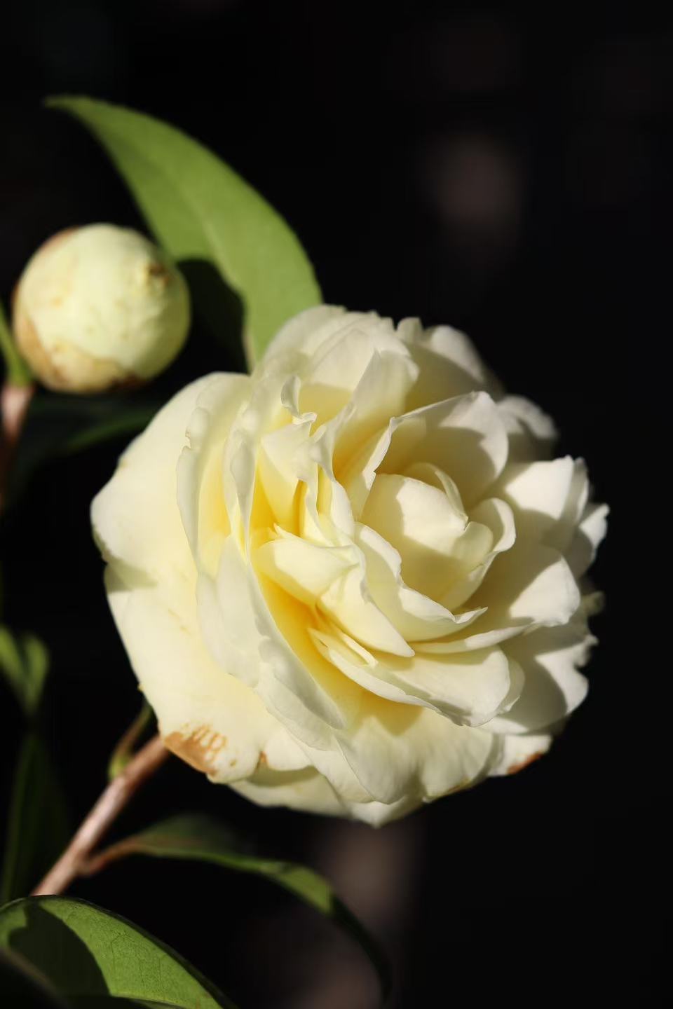 【东城园艺】带花苞山茶花盆栽原土原盆发货室内外好养花卉