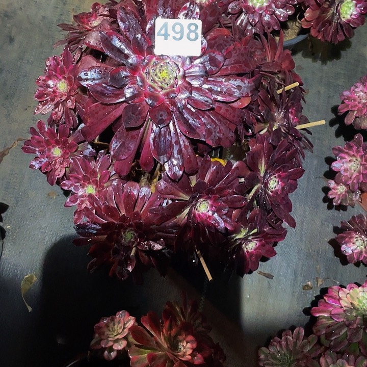 多肉法师498号墨颜发货不包损