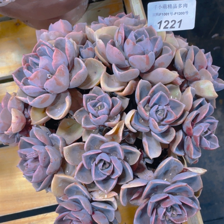 谢谢你的支持000001221