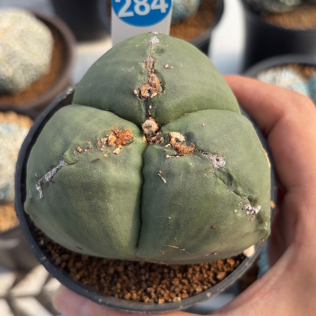 284实生三角鸾凤玉带盆带土