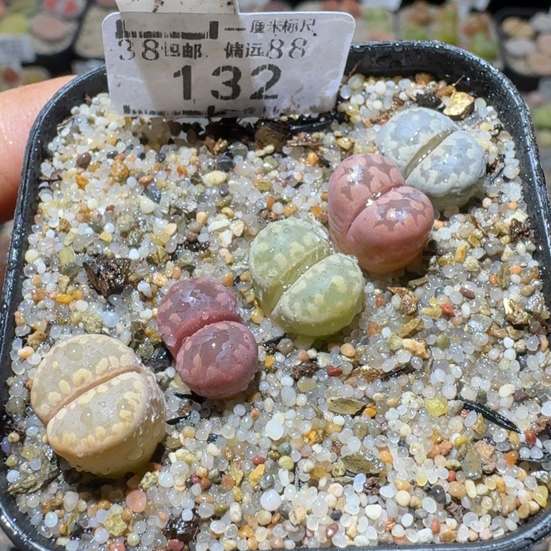 Sss清货了清货了132