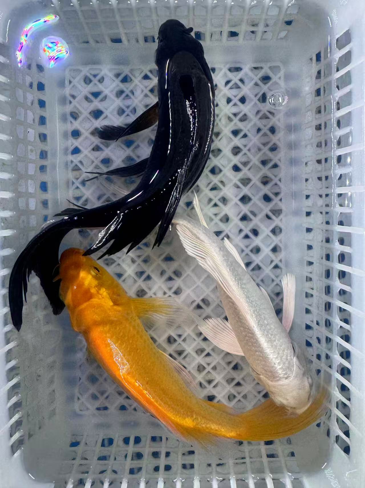 颜色随机(共三条)冷水观赏鱼锦鲤好养耐活适合家庭养殖 13-16公分