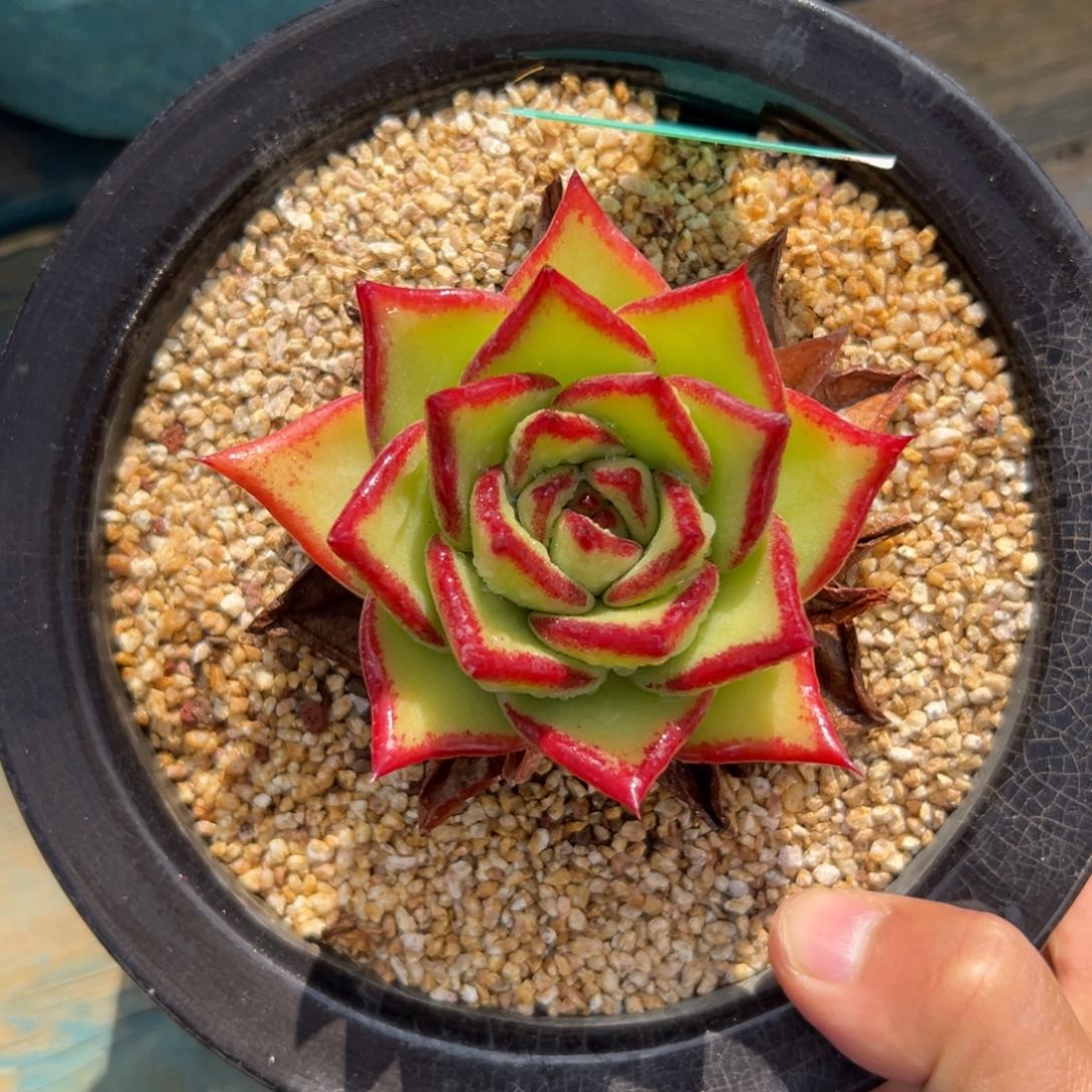 多肉一物一拍0205-61