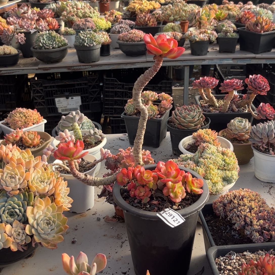 红梅多肉植物29121