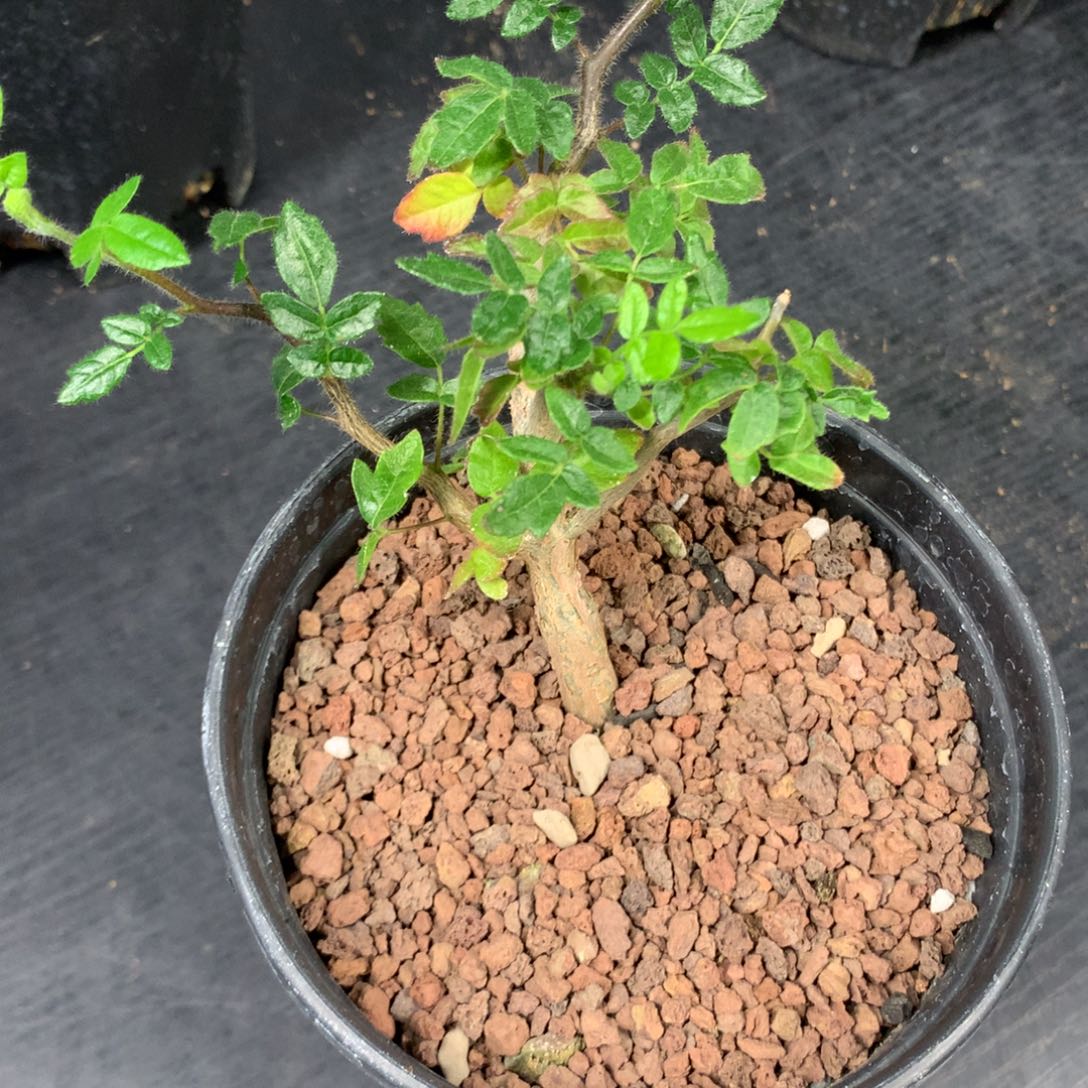 滔天橄榄实生带盆