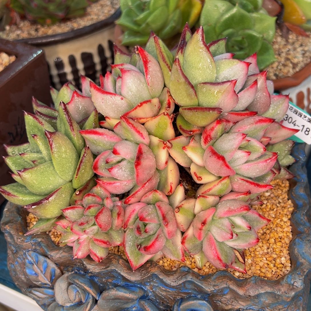 从前慢多肉精选编号0304.181