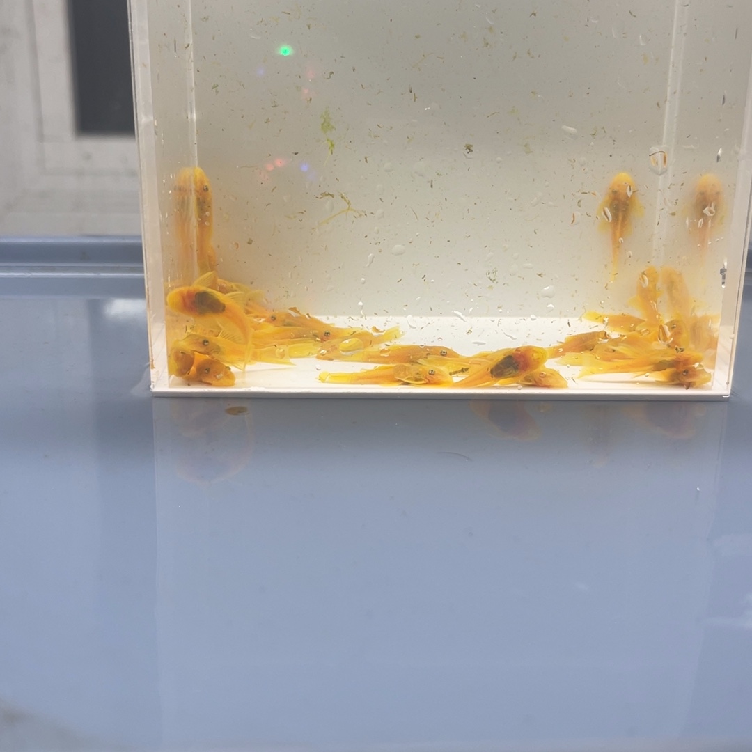 清道夫鱼小胡子30条开箱视频报损