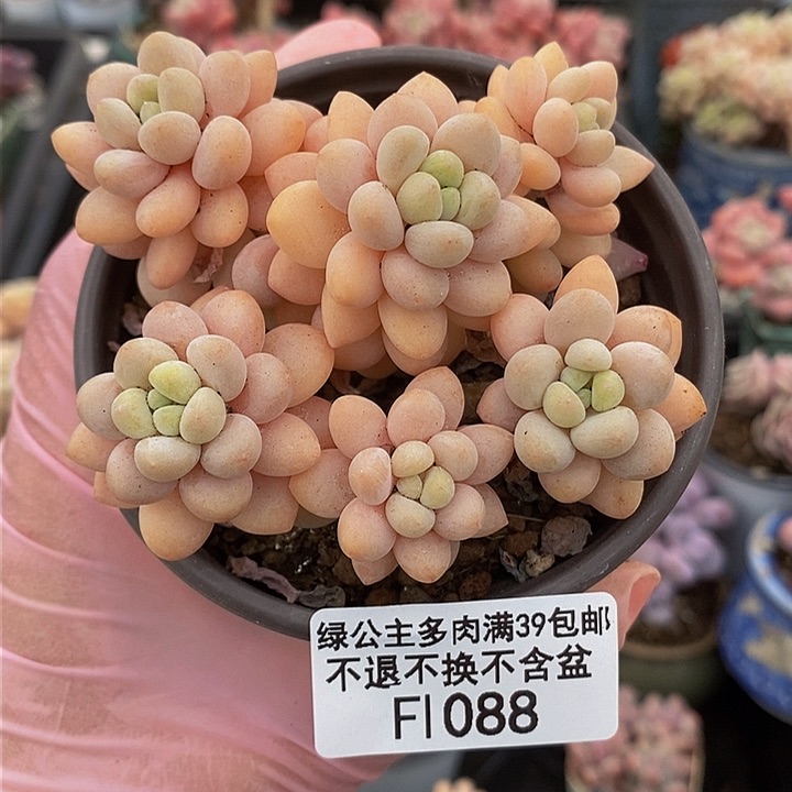 洛可可7cm1088多肉植物