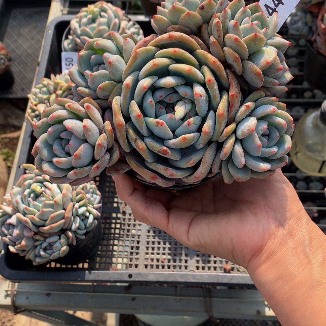 3448嗯嗯嗯我也会想起
