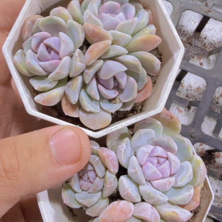 八角盆汉堡一颗福利