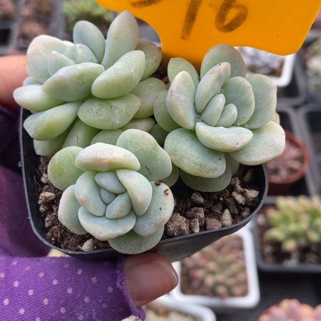 576冰玉石化多肉植物