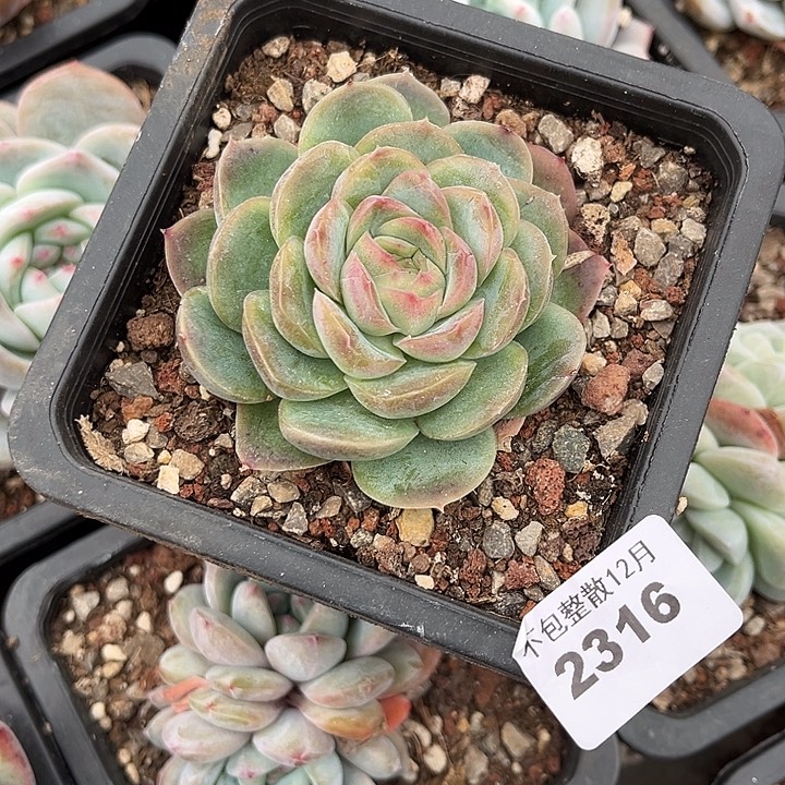 是***呀阿阿雅园艺。  2316