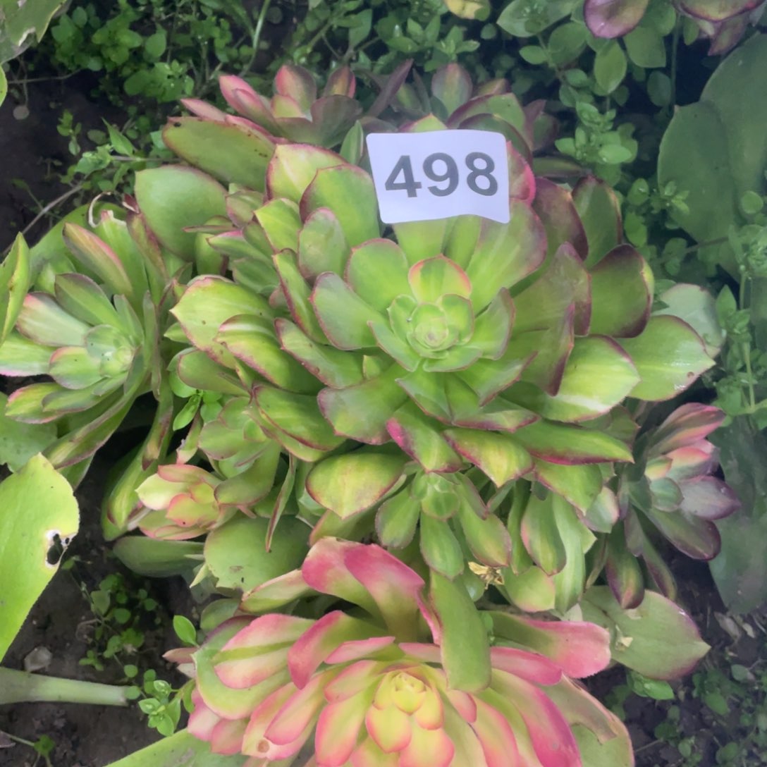 498号邵修七彩拉丝