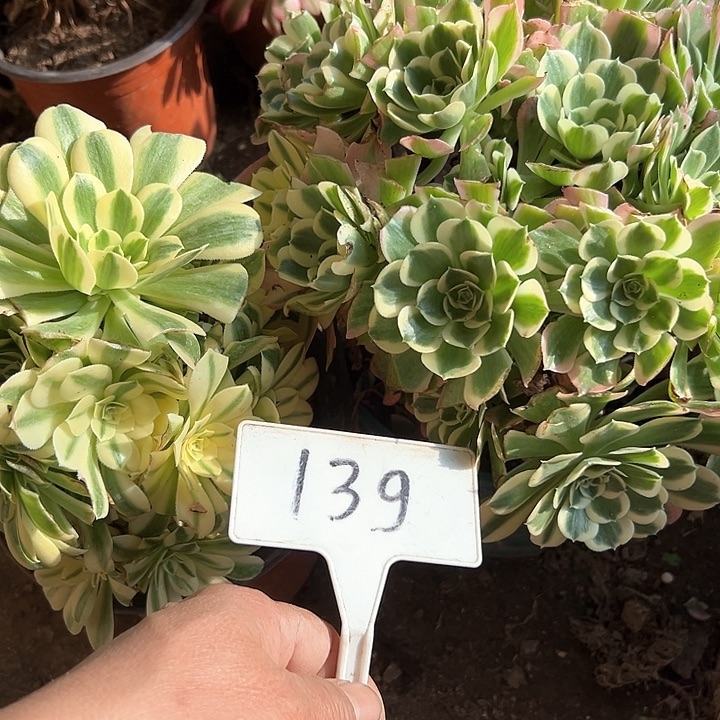 多肉植物组合2个