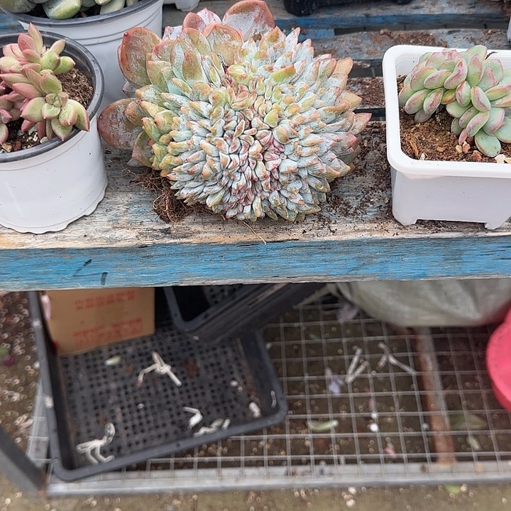 肉***）青蛙王子儿童牙膏套装11