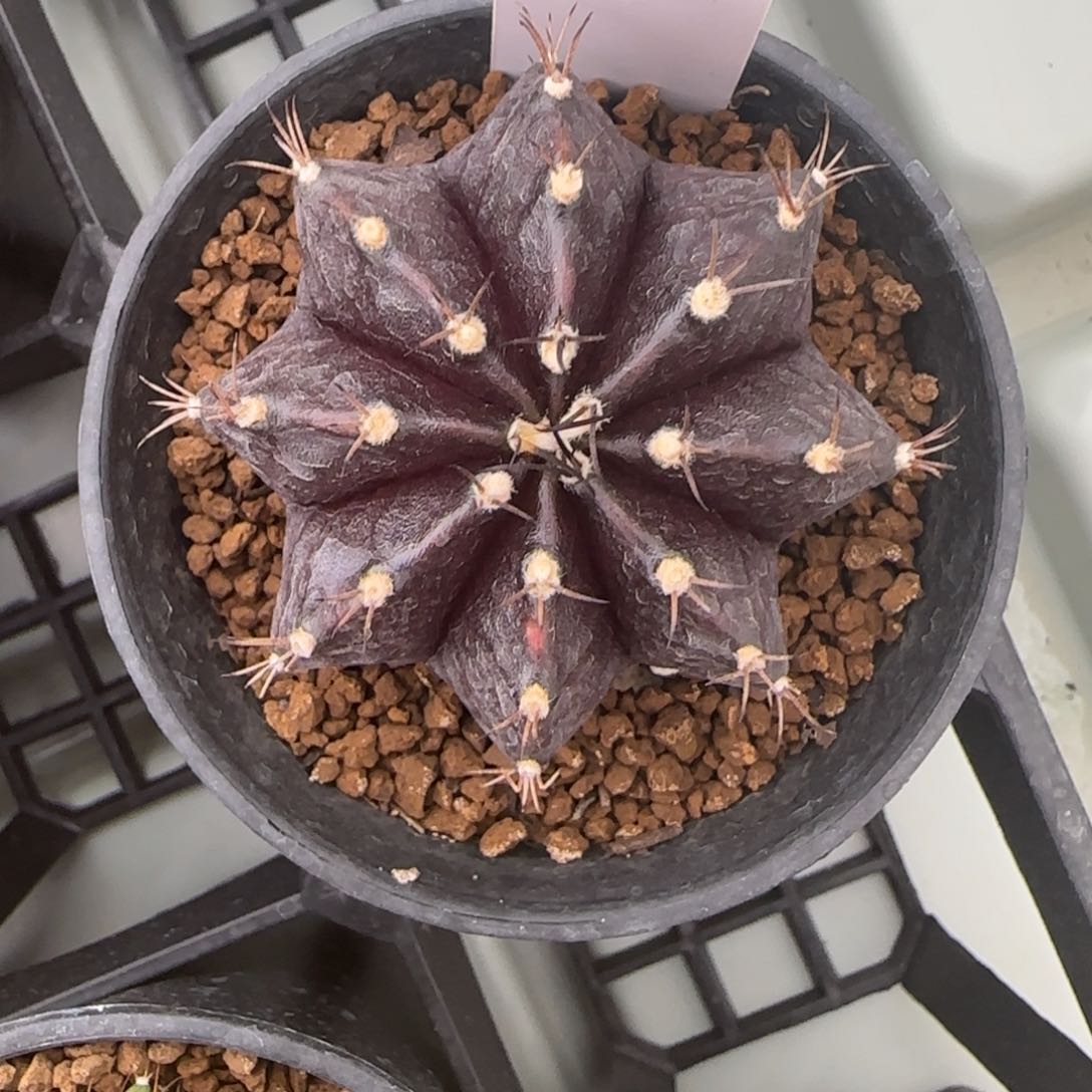 146-0212黑寡妇脱土发多肉