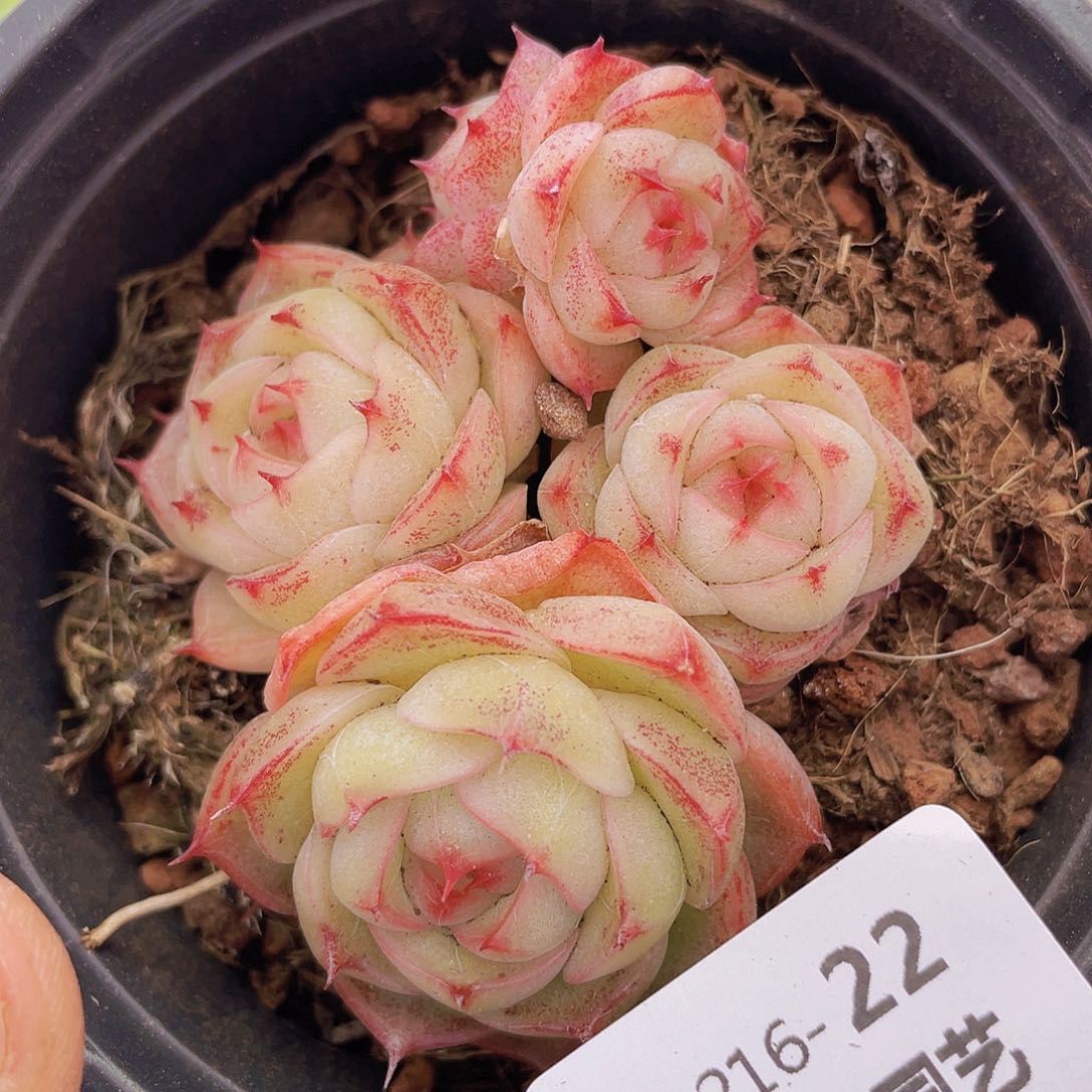 00000000000022量拍