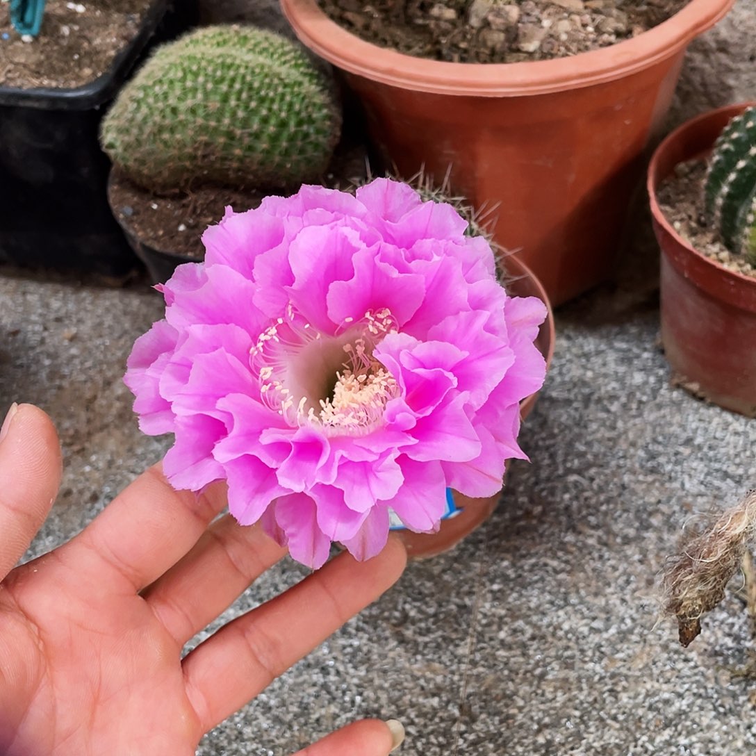 花****r实生彩草仙人球