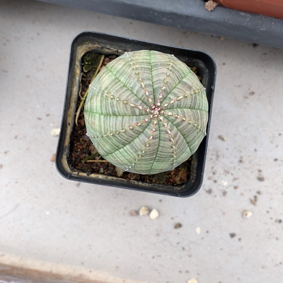 江***哥布纹球仙人球仙人球