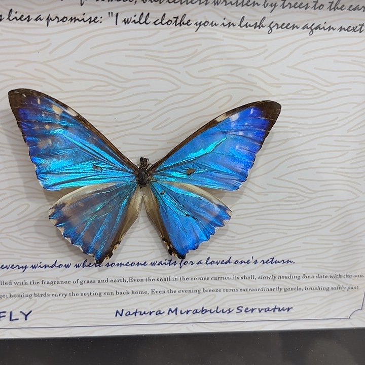 蝴蝶标本定制600@