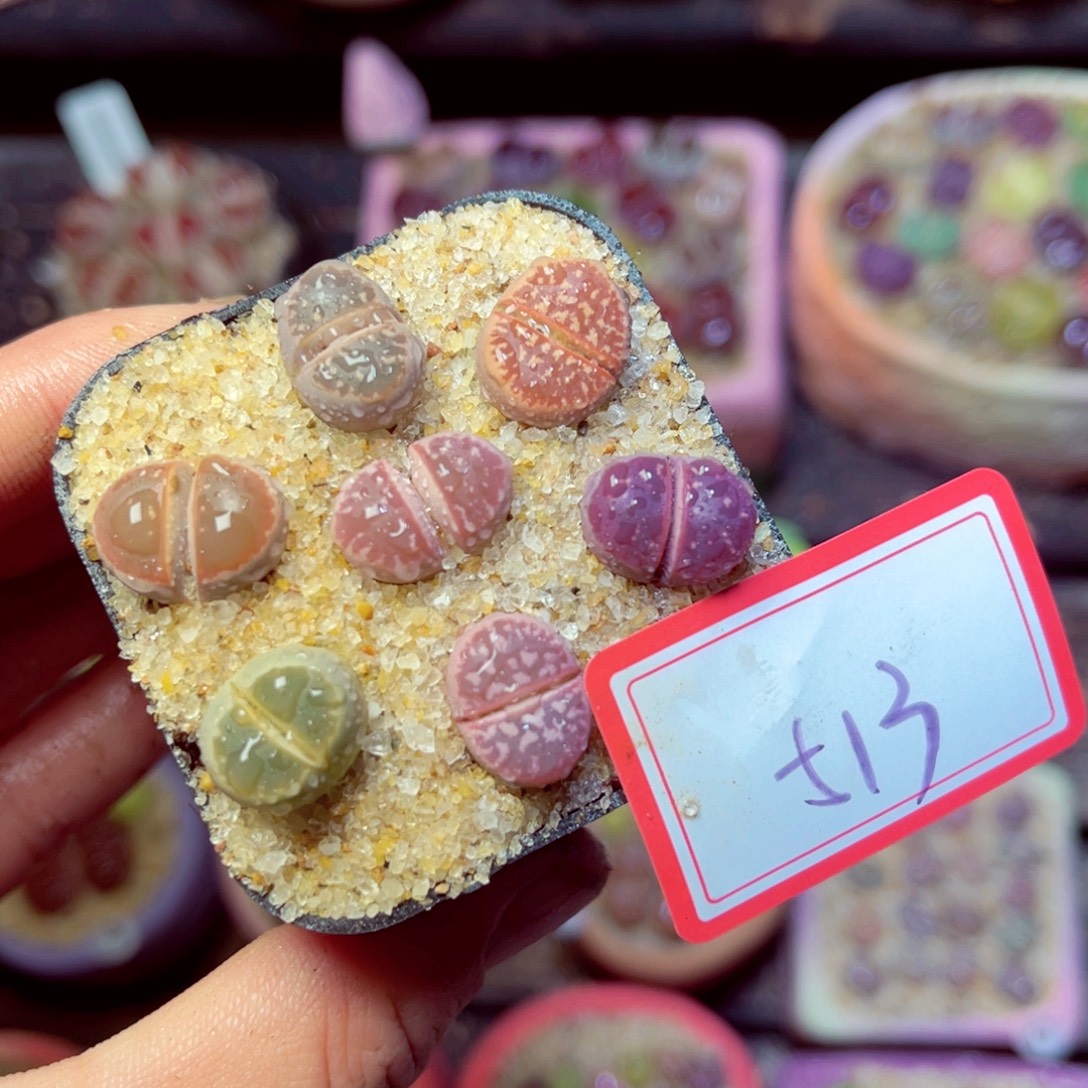 513生石花带盆发1