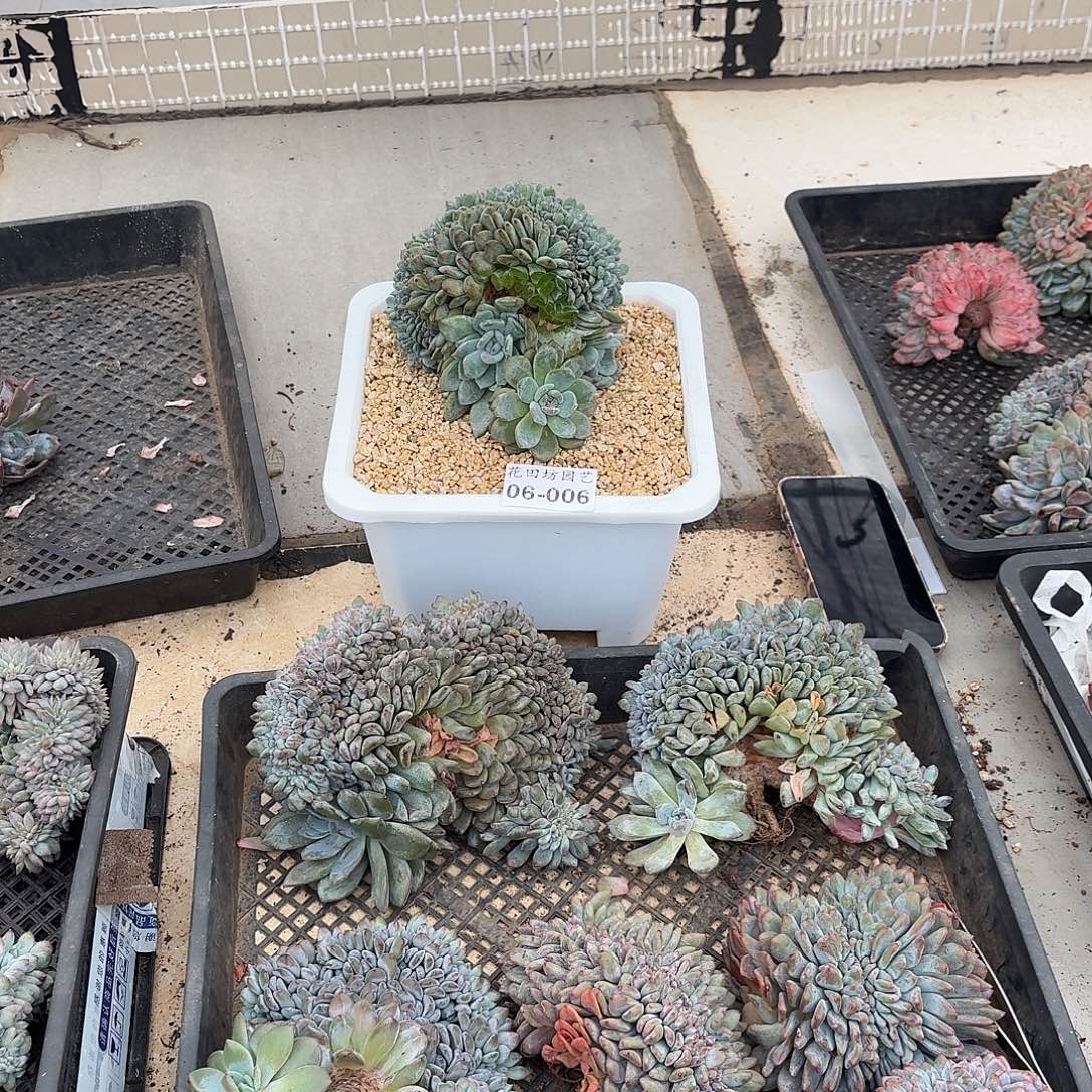 一***风06.006星影树缀一个