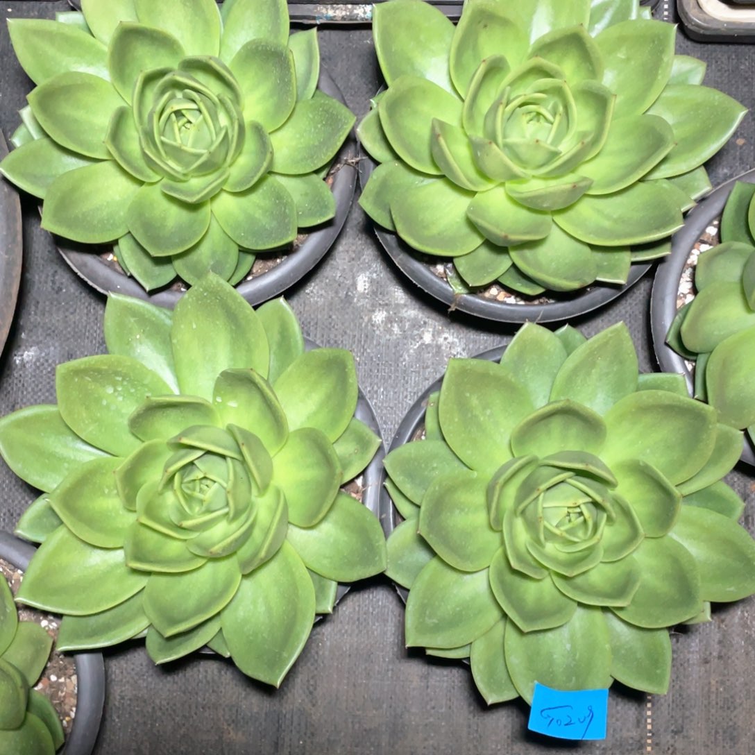 多肉植物多肉植物0209中翠花