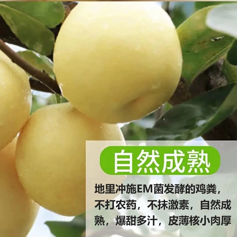 擎坤皇冠梨当季水果新鲜梨子自然成熟脆甜多汁水晶梨自家果园直发