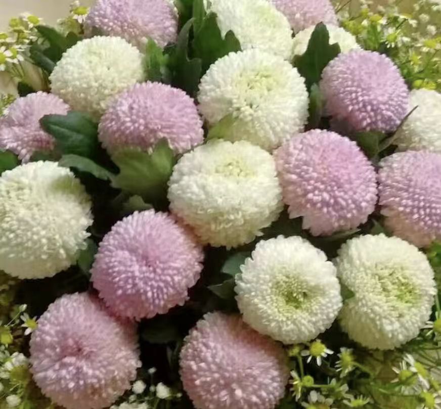 YZ【粉色乒乓菊+白色乒乓菊】全场任意满两单鲜花升级快递