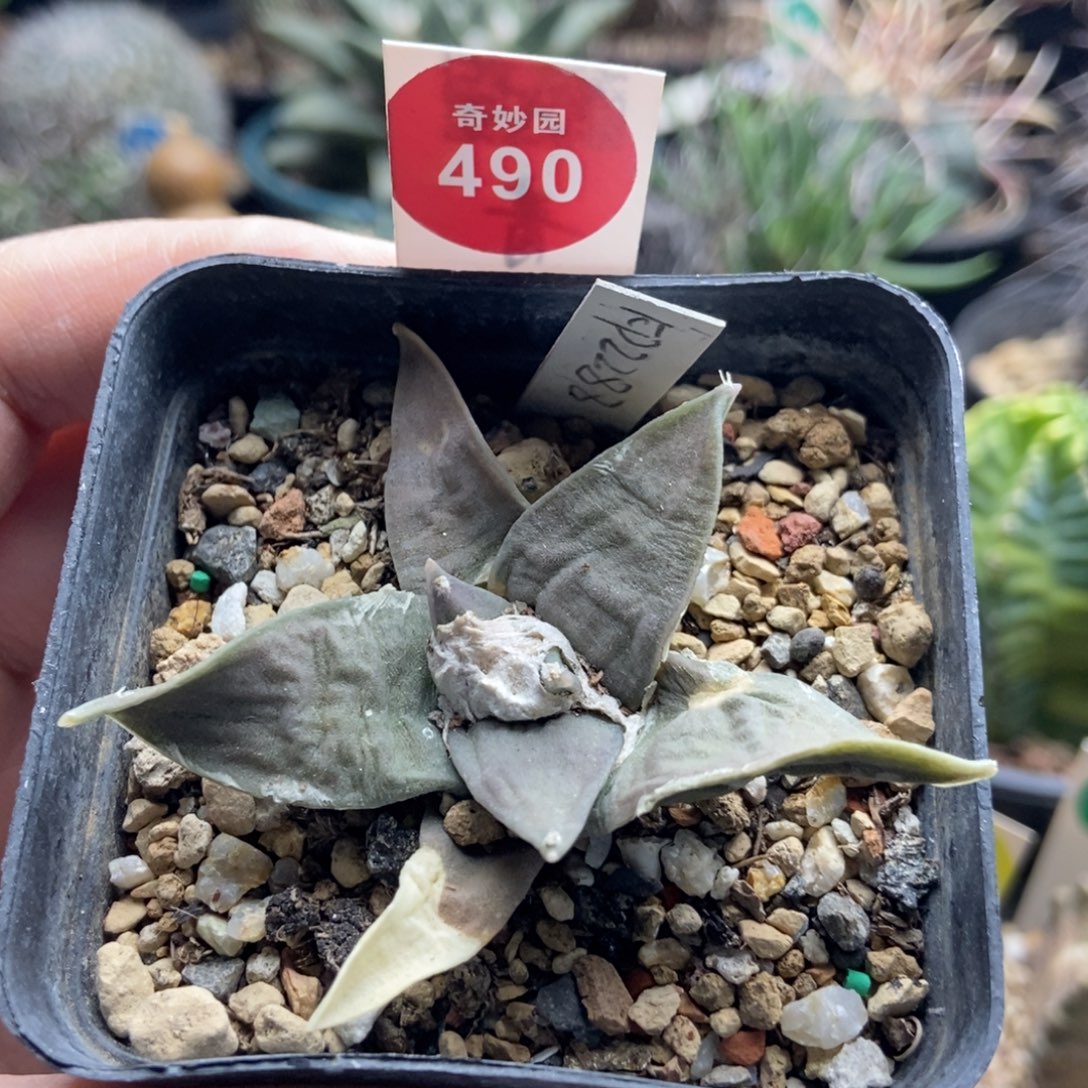实生KP2288牛舌牡丹6.4cm