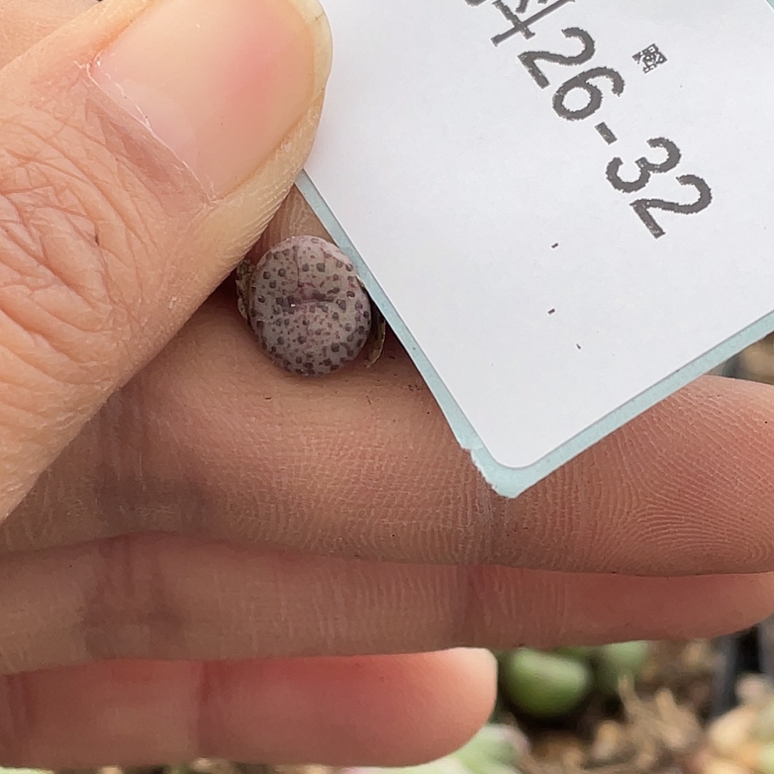 A***ᐝ26-32肉锥多肉植物