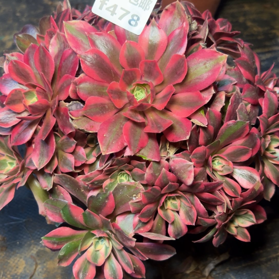 478女妖，满20包邮嘟叮熊