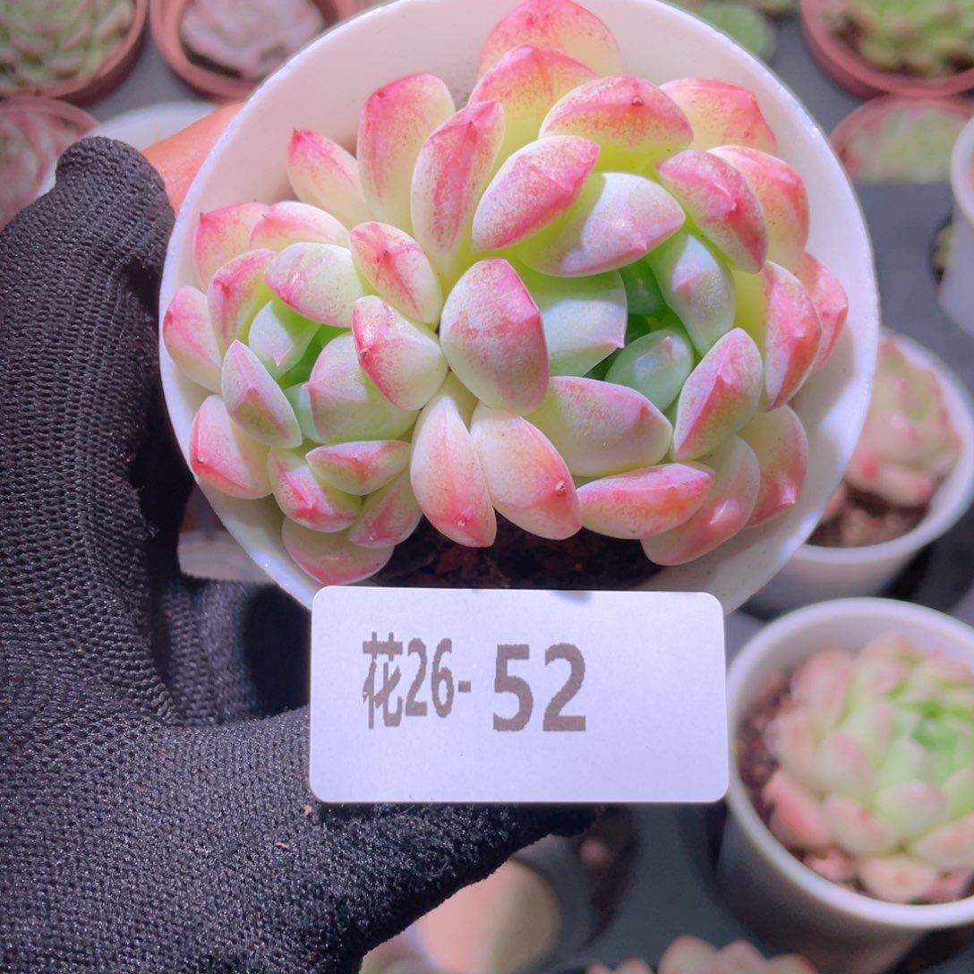 花利美26-52白桃汽水