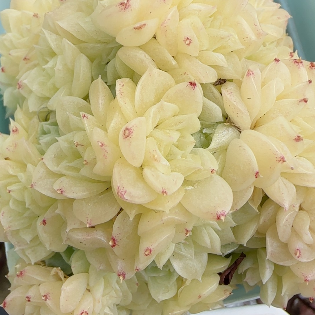 花语逸境0221-211散