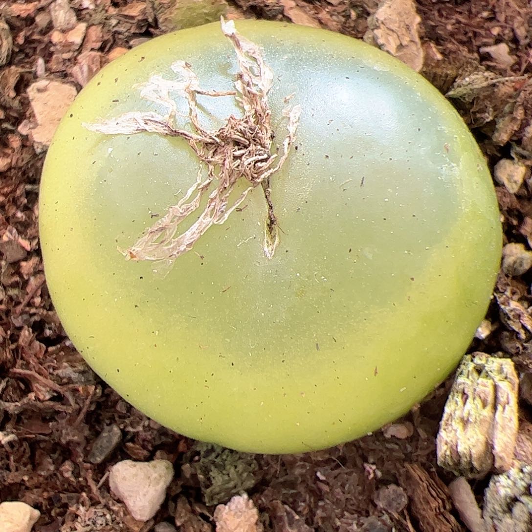 【闪购商品】230 福利拉登