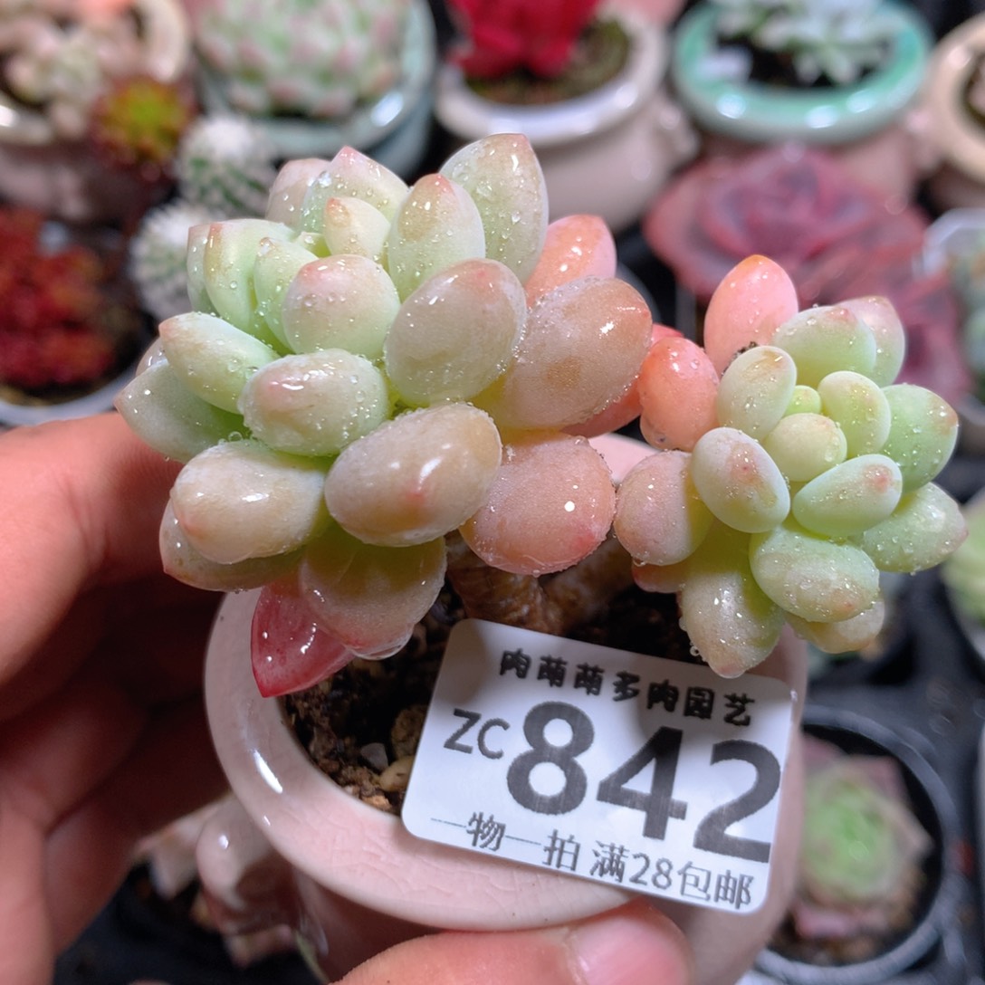 5CM拇指盆精控多肉ZC842
