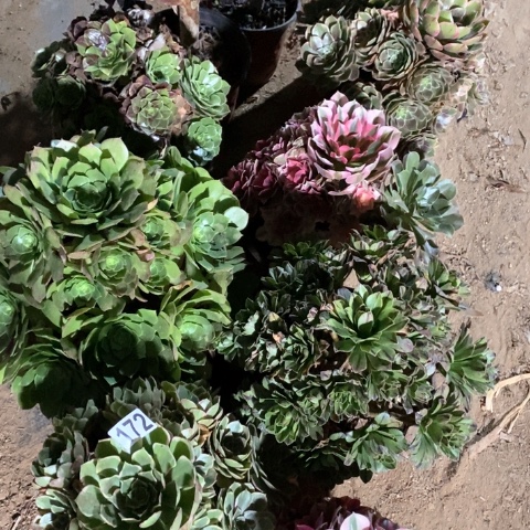 淼***艺172十棵法师多肉植物