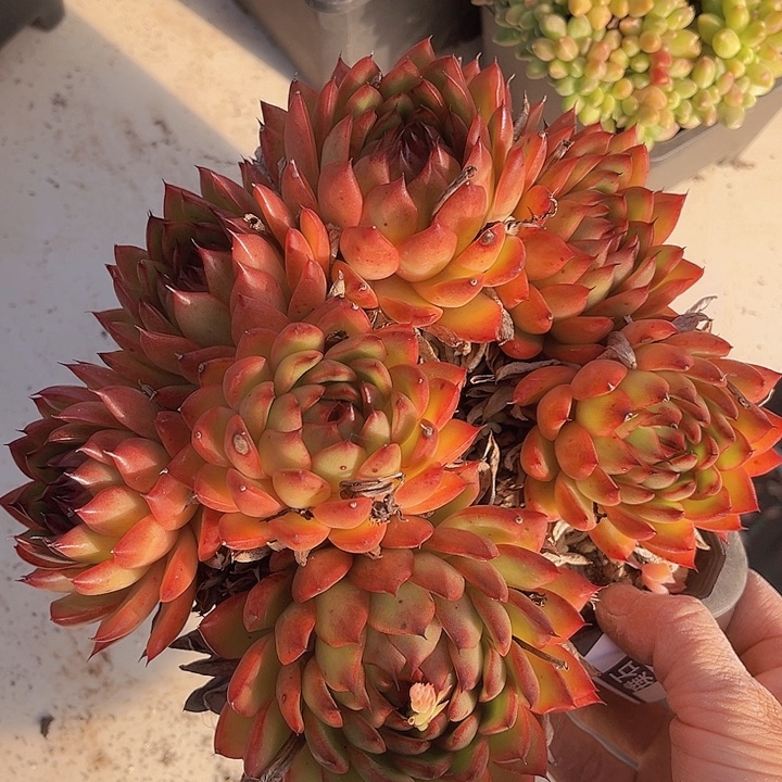 相府莲28114多肉植物