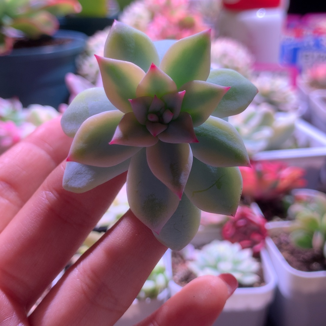 粉蓝鸟覆轮锦有杆子