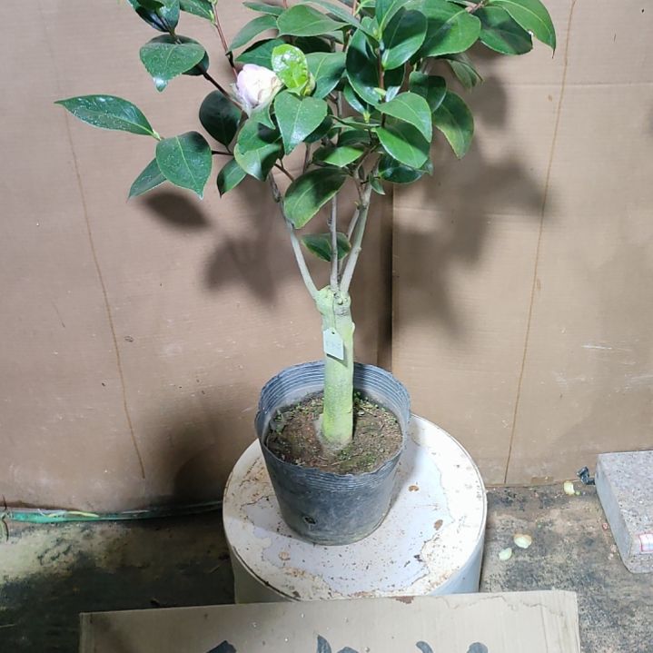735宽彩带，原盆原土发货，不包邮