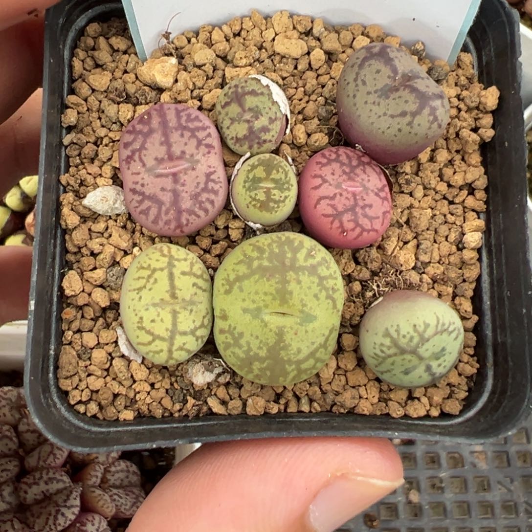 25-96毛杂多肉植物