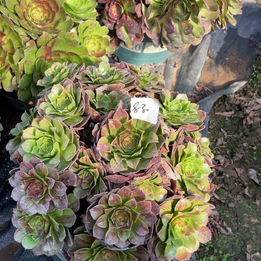 老五多肉830111111