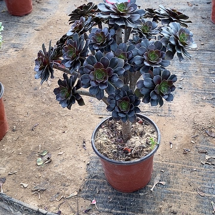 3，灰法师多肉法师多肉法师