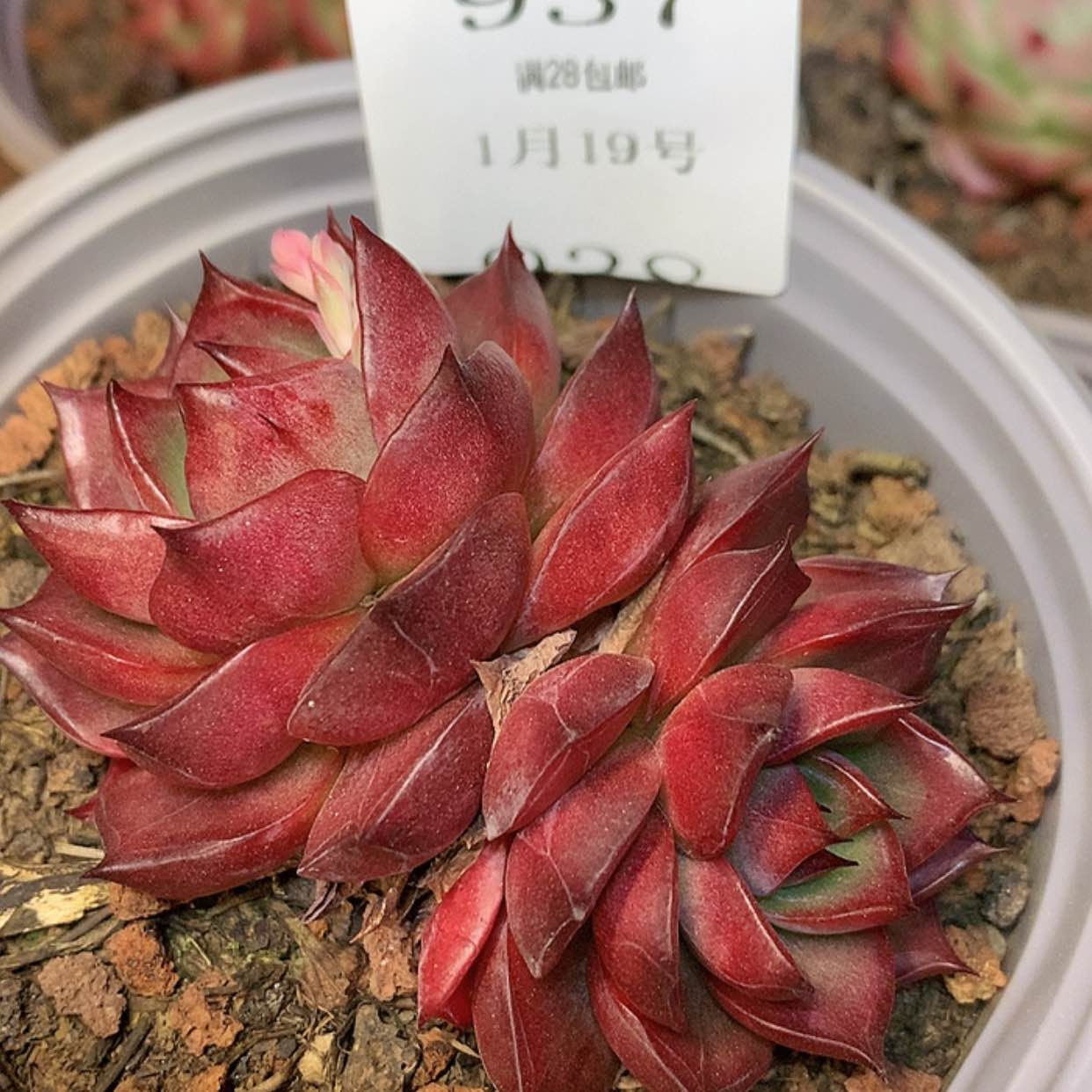 【闪购商品】云937